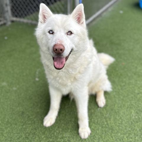 AXEL - Siberian Husky / German Shepherd Dog available for adoption