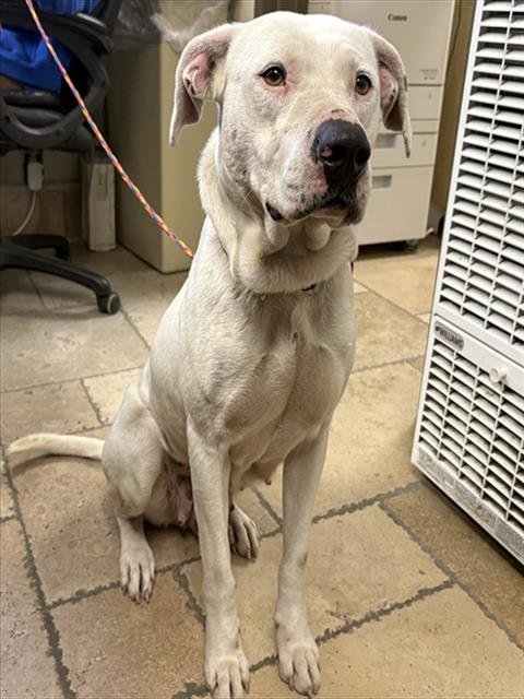 *MOCHI - Pit Bull Terrier available for adoption