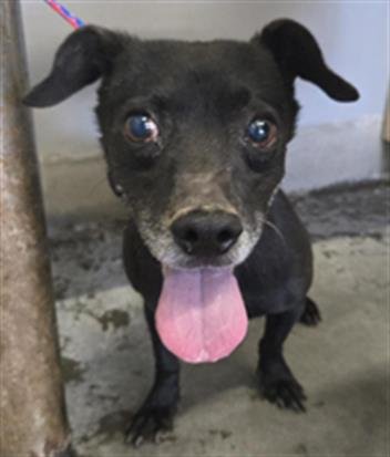 *BENNY - Dachshund available for adoption