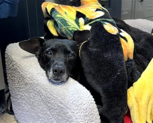 *BENNY - Dachshund available for adoption