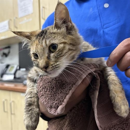 A887882 - Domestic Short Hair available for adoption