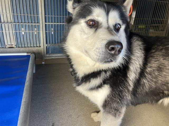 *CREEK - Siberian Husky available for adoption