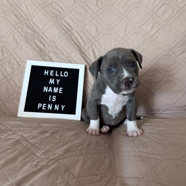 PENNY LANE Image