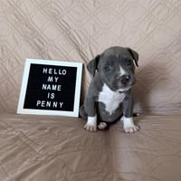 PENNY LANE - Photo 1