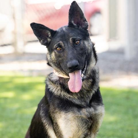 *DISNEYLAND - German Shepherd Dog available for adoption