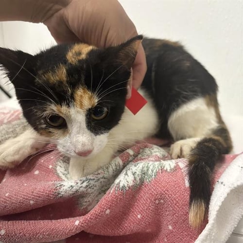 A887657 - Domestic Short Hair available for adoption