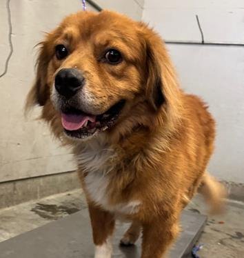 A889164 - Golden Retriever available for adoption