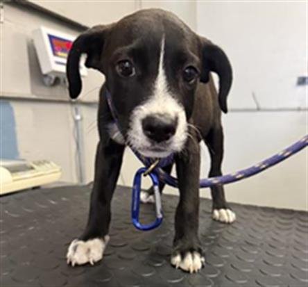 A888935 - Parson Russell Terrier available for adoption