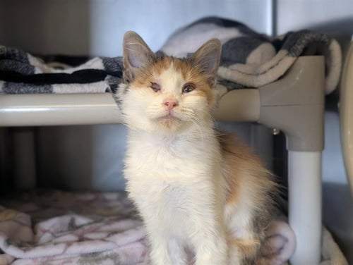 *CANDY CORN - Domestic Short Hair available for adoption