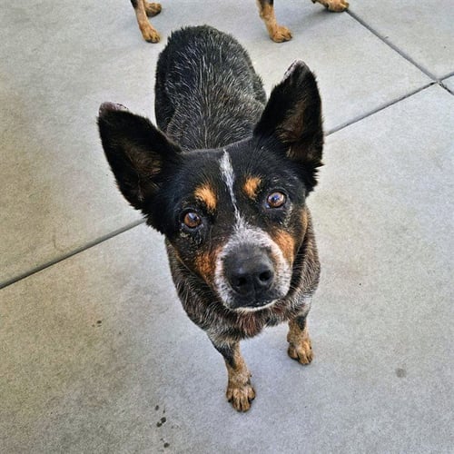 *GRACIE - Australian Cattle Dog/Blue Heeler available for adoption