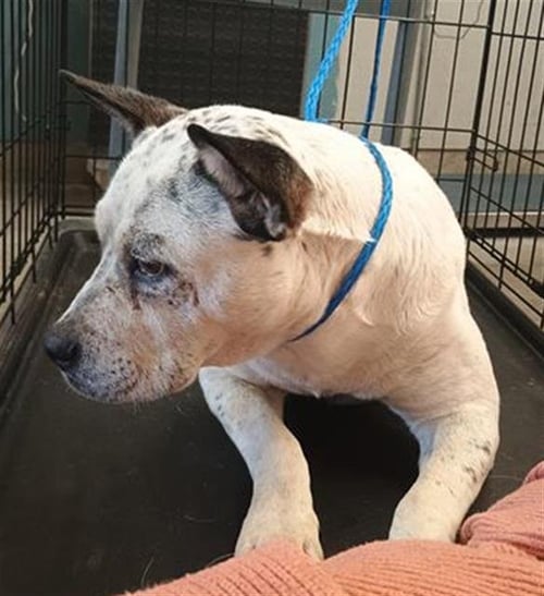 *MS BARKLEY - Australian Cattle Dog/Blue Heeler / Pit Bull Terrier available for adoption