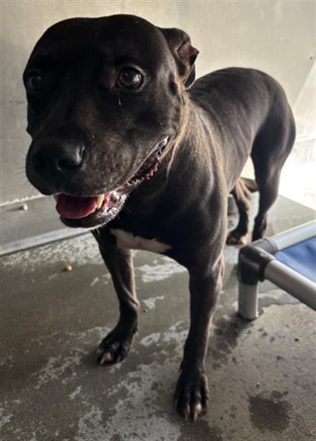 *TYE - Pit Bull Terrier available for adoption