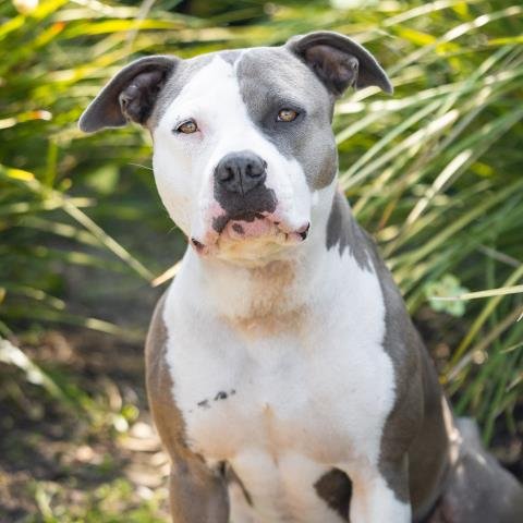 *MARIPOSA - Pit Bull Terrier available for adoption
