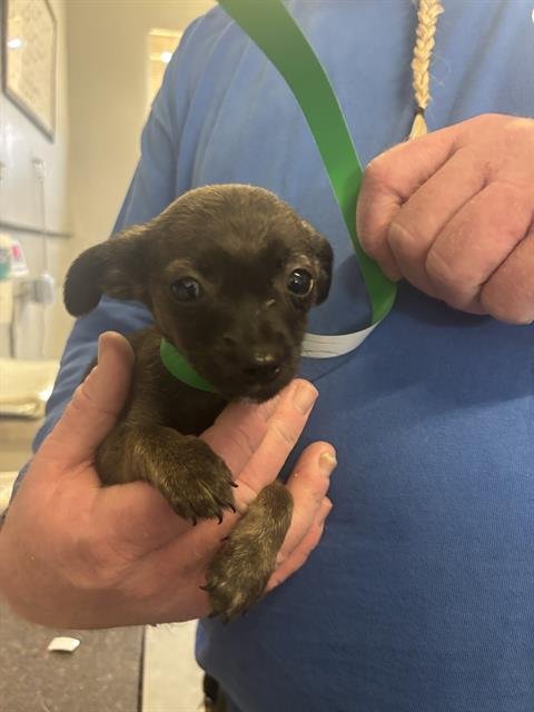 A888328 - Chihuahua available for adoption