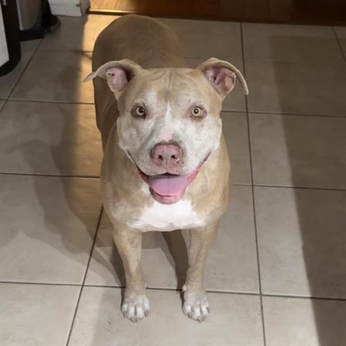 *MILLIE - Pit Bull Terrier available for adoption
