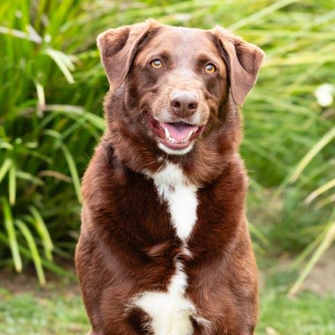 BO - Labrador Retriever / Australian Cattle Dog/Blue Heeler available for adoption