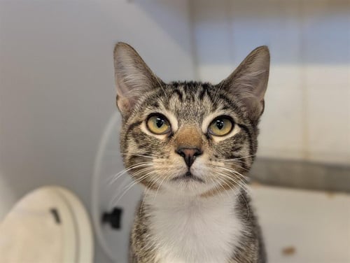 *WINCHESTER - Domestic Short Hair available for adoption