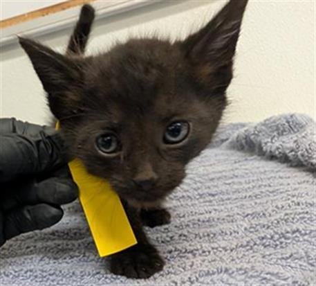 A888389 - Domestic Short Hair available for adoption
