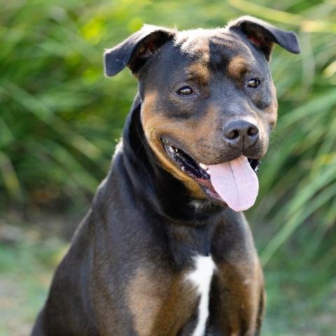 *BIRDY - Pit Bull Terrier available for adoption