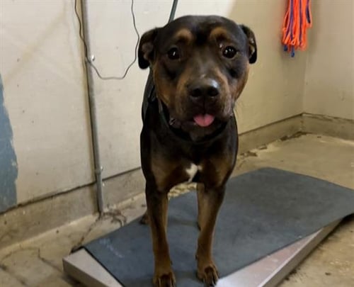 A887922 - Pit Bull Terrier available for adoption