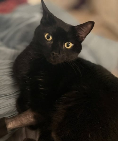 *BEAR - Domestic Short Hair available for adoption