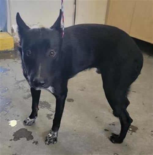 A887856 - Australian Cattle Dog/Blue Heeler / German Shepherd Dog available for adoption