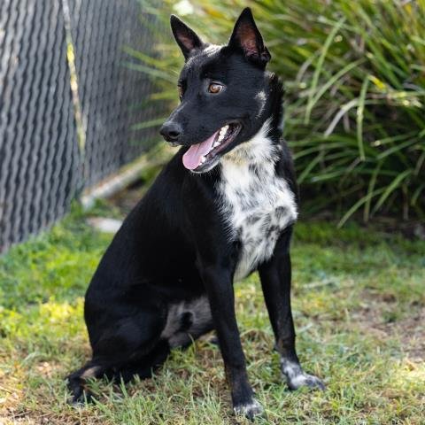 *BENITO - Australian Cattle Dog/Blue Heeler / German Shepherd Dog available for adoption