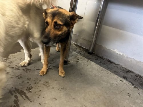 *LOUISE - German Shepherd Dog available for adoption