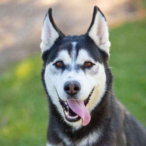 BRUNO Image
