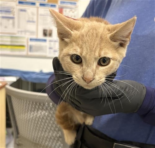 A887772 - Domestic Short Hair available for adoption