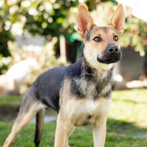 *BLITZ - German Shepherd Dog / Australian Cattle Dog/Blue Heeler available for adoption