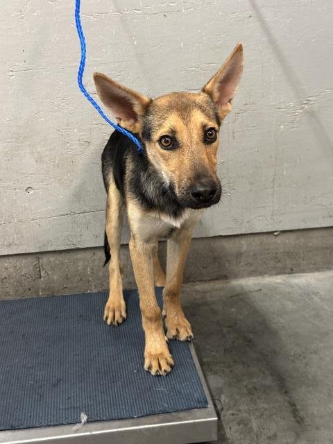 *BLITZ - German Shepherd Dog / Australian Cattle Dog/Blue Heeler available for adoption