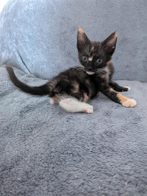 *DUCHESS - Domestic Short Hair available for adoption