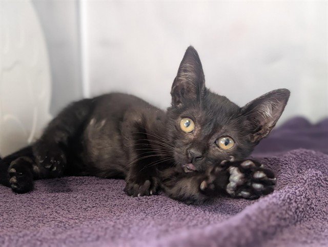 A887104 Image
