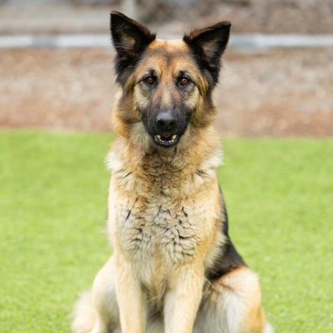 CHAQUIRA - German Shepherd Dog available for adoption