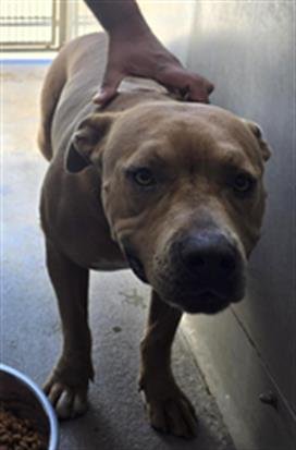 *BUTTERSCOTCH - Pit Bull Terrier available for adoption