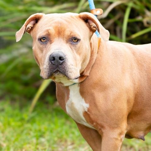 *BUTTERSCOTCH - Pit Bull Terrier available for adoption