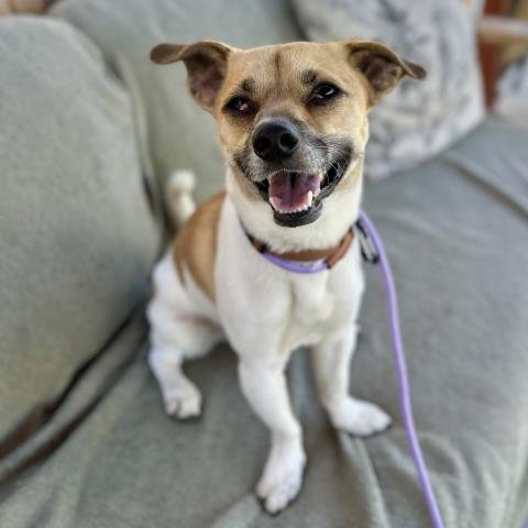 PINTO BEAN - Chihuahua available for adoption