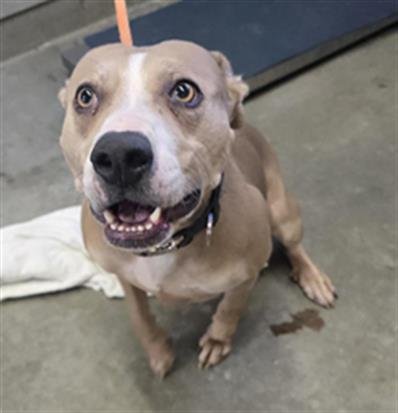 PRINCESS - Pit Bull Terrier available for adoption