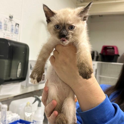A887261 - Domestic Short Hair available for adoption