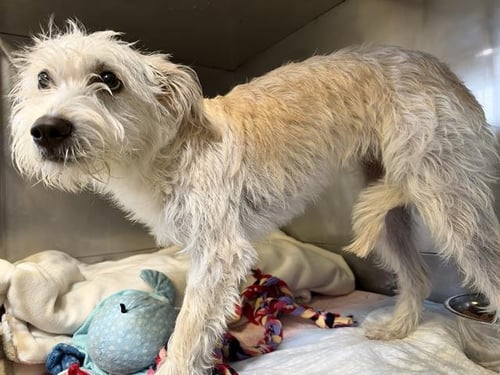 A889446 - Border Terrier available for adoption