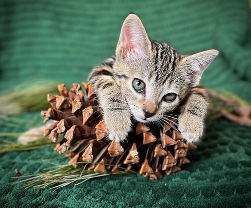 *WILLOW - Domestic Short Hair available for adoption