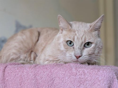 *BROOKS - Domestic Short Hair available for adoption