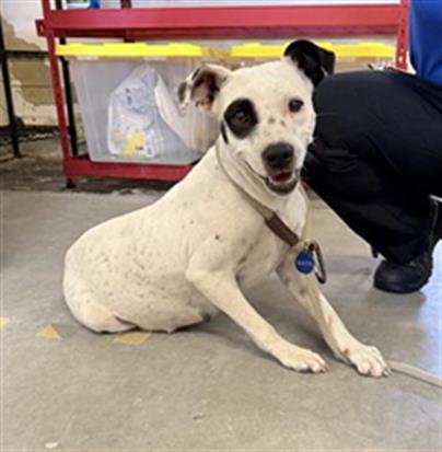 *LILAC - Australian Cattle Dog/Blue Heeler / Pit Bull Terrier available for adoption