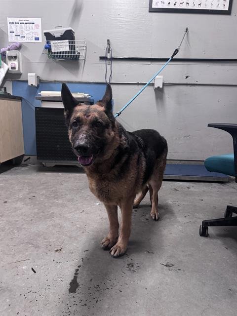 LAIMA - German Shepherd Dog available for adoption