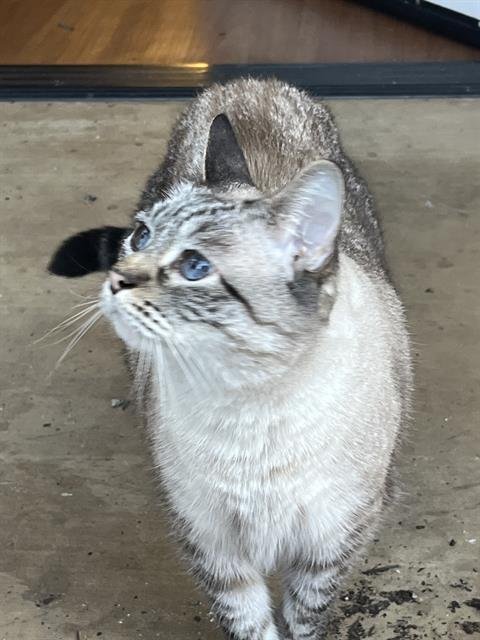 QC - Siamese available for adoption
