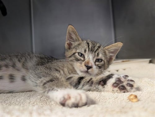A887362 - Domestic Short Hair available for adoption