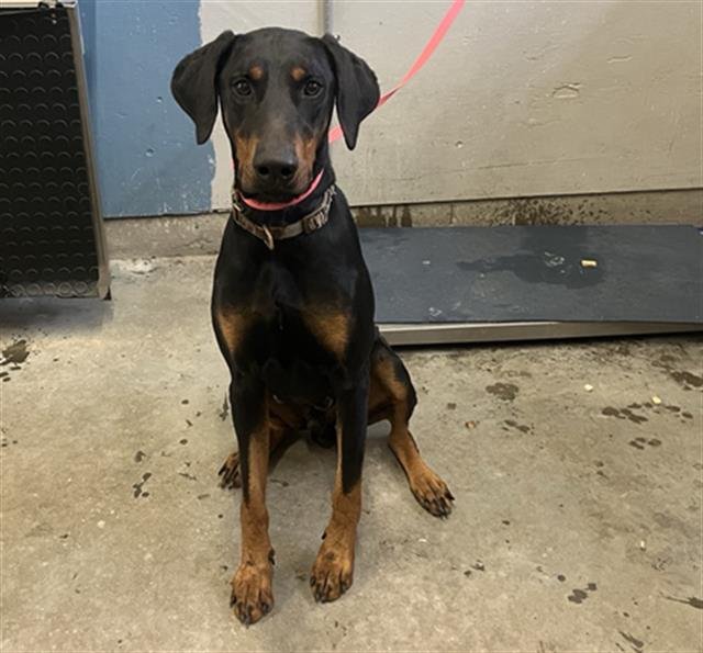 *LOX - Doberman Pinscher available for adoption