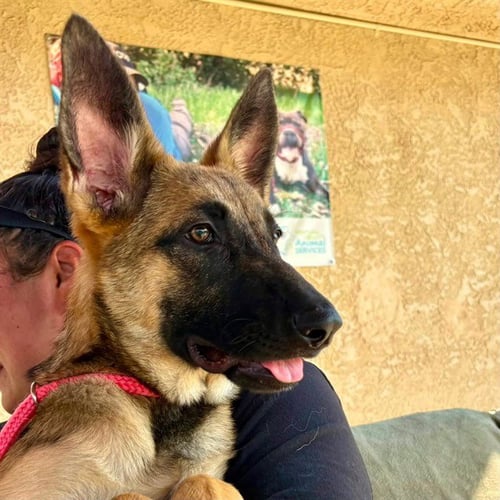 *MABEL - German Shepherd Dog available for adoption