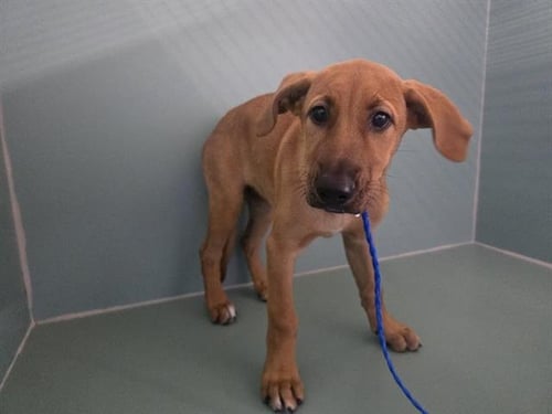 *LUCILLE - Redbone Coonhound available for adoption